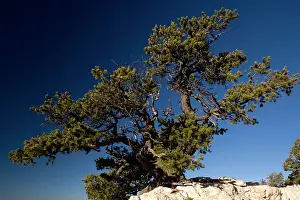 Pinyon: Ancient Pinyon Pine