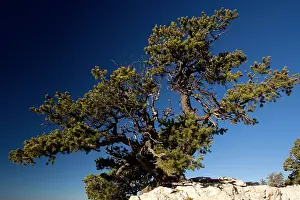 Pinyon: Ancient Pinyon Pine, Pinus monophylla, on the edge