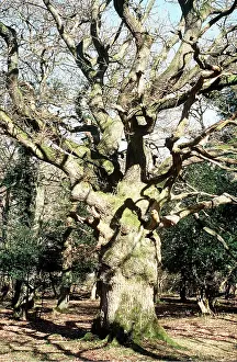 Pollard: Ancient Pollard Common Oak