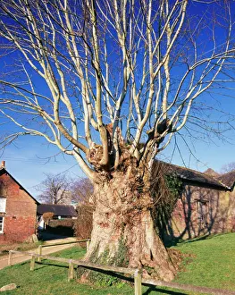 Pseudoplatanus: Ancient Pollard Sycamore Tree - Tolpuddle Martyr's Tree