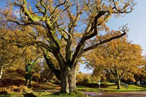 Pollarded: Ancient pollarded common oak