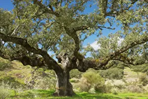 Holm: Ancient pollarded Holm Oak, western form