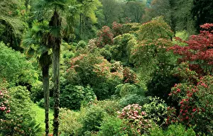 David C Dixon: Ancient RHODODENDRONS a mingling of palms & a canopy