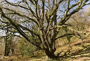 Petraea: Ancient Sessile Oak pollards