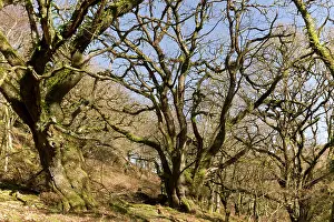 Petraea: Ancient Sessile Oak pollards