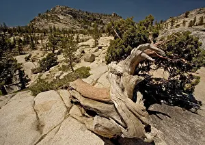Juniper: Ancient Sierra / Juniper Tree