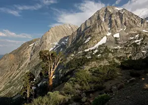 Juniper: Ancient Sierra (or Western) Juniper Trees - at high altitude