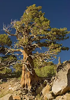 Juniper: Ancient Sierra / Western Juniper - at about 10, 000