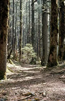 Firs: Ancient Silver FIR forest