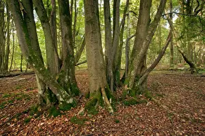 Coppice: Ancient Small-leaved Lime coppice in Langley Wood
