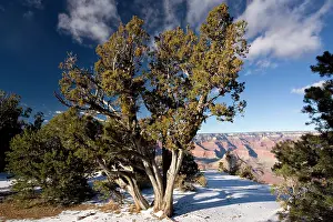 Juniper: Ancient Utah Juniper
