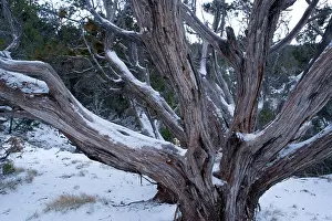 Juniper: Ancient Utah Juniper - in winter