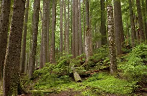 Heterophylla: Ancient Western hemlock - and Western red cedar