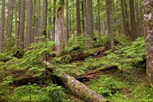 Heterophylla: Ancient Western hemlock - and Western red cedar