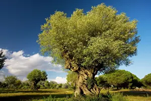 Olives: Ancient Wild Olive trees