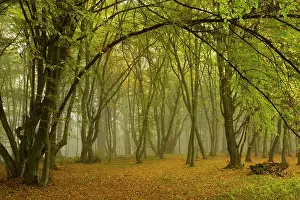 Bob Gibbons: Ancient wood pasture with old oaks and beeches
