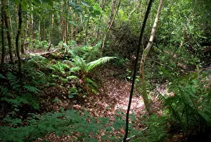 Partially: Ancient Woodland - remains of ancient Pig droving