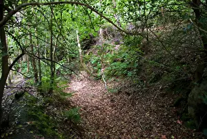 Partially: Ancient Woodland - remains of ancient Pig droving