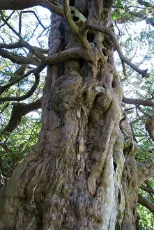 Churchyard: Ancient Yew Tree - predates the cristian church