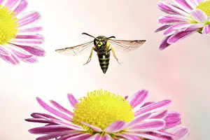 Apocrita: Ancistrocerus nigricornis (Ancistrocerus nigricornis)