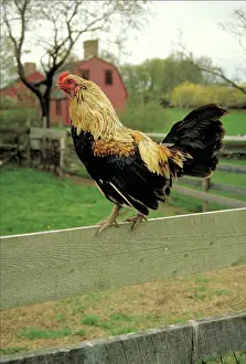 Roosters: Ancona fowl