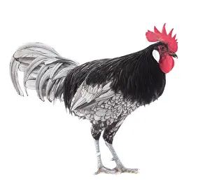 Andalusian: Andalusian Chicken Cockerel / Rooster