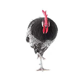 Andalusian: Andalusian Chicken Cockerel / Rooster