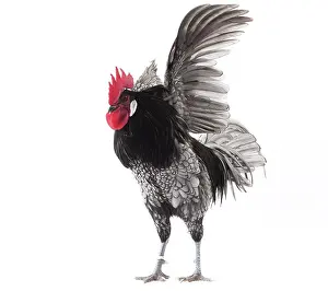 Wattles: Andalusian Chicken Cockerel / Rooster