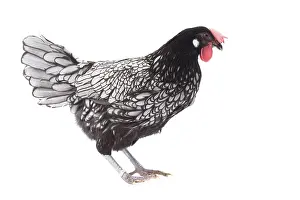 Andalusian: Andalusian Chicken Cockerel / Rooster