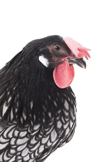 Wattles: Andalusian Chicken Cockerel / Rooster