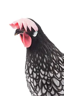 Wattles: Andalusian Chicken Cockerel / Rooster