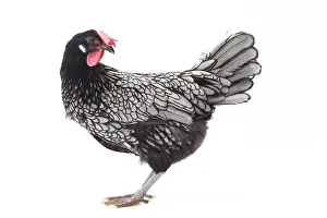 Andalusian: Andalusian Chicken Cockerel / Rooster