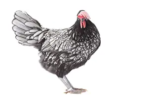 Cockerel: Andalusian Chicken Cockerel / Rooster