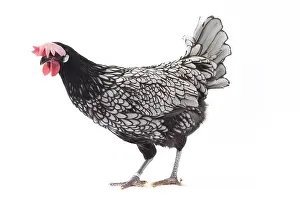 Cockerel: Andalusian Chicken Cockerel / Rooster