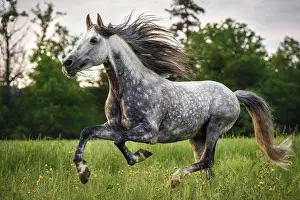 Gallop: Andalusian (Equus), grey horse galops over flower