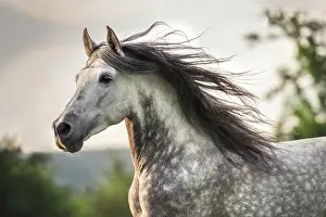 Waving: Andalusian (Equus), grey horse with waving mane