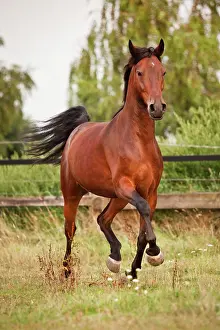 Trotting: Andalusian, gelding, Bay, trotting on meadow