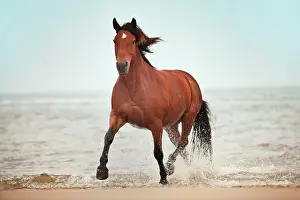 Facial: Andalusian half-breed gelding, brown with a facial