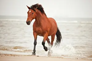 Facial: Andalusian half-breed gelding, brown with a facial