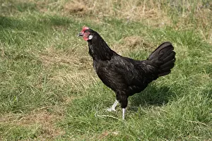Hens: Andalusian hen in grass Warwickshire