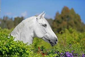 Andalusian: Andalusian horse, looking over a hedge with flowers