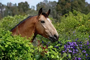 Hedge: Andalusian horse, looking over a hedge with flowers