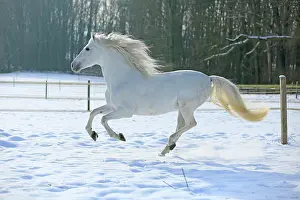 Pure: Andalusian in the snow