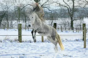 Leaps: Andalusian in the snow