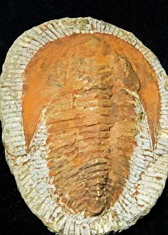 Trilobite: Andalusiana Trilobite Fossil
