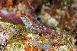 Triplefin: Andaman Triplefin