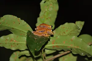 Pyrrhus: Andasibe Bright-eyed Frog (Boophis pyrrhus) couple mating at