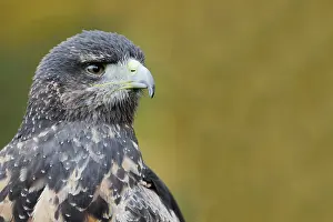 Aquila: Andean buzzard or black-chested buzzard-eagle (Geranoaetus