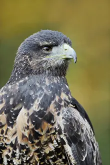 Aquila: Andean buzzard or black-chested buzzard-eagle (Geranoaetus