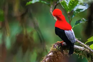 Ecuador: Andean cock-of-the-rock, cloud forest. Andes, Ecuador